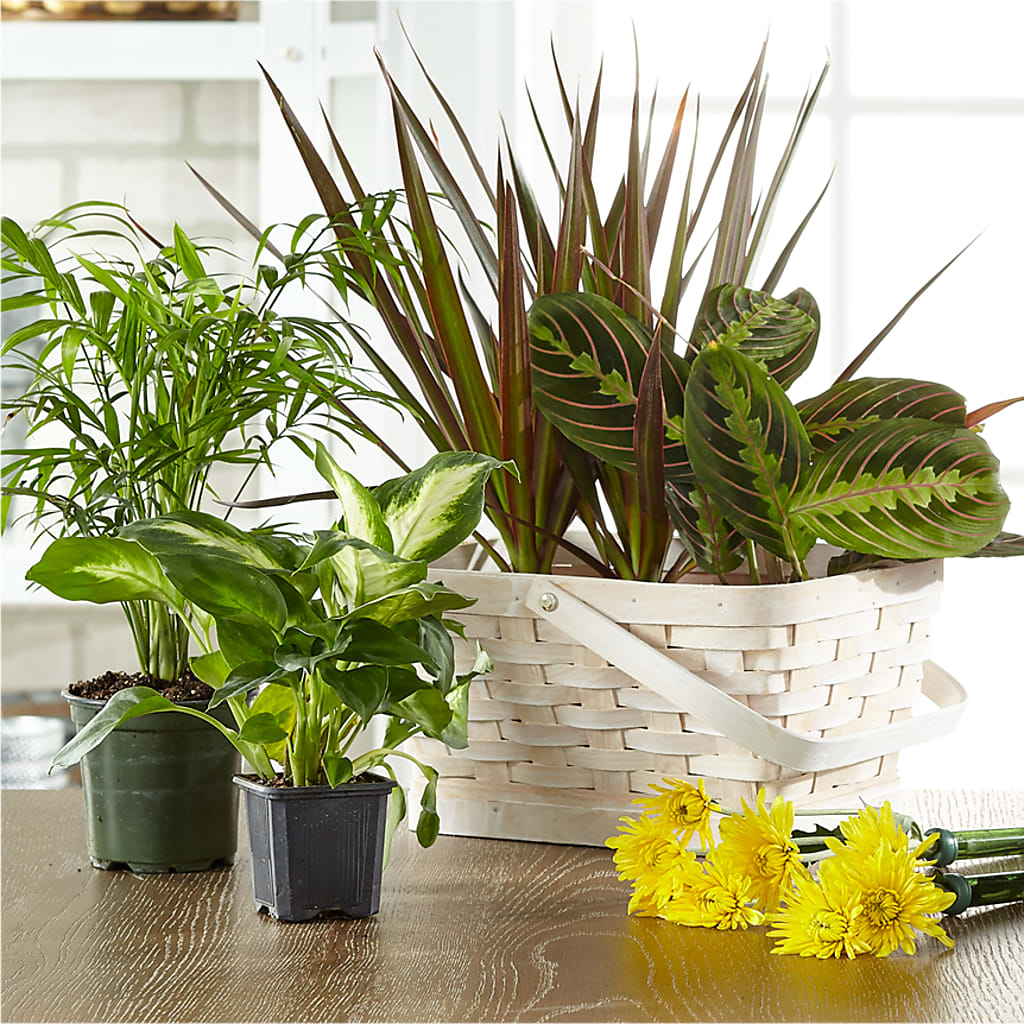 Florist Designed Blooming and Green Plants in a Basket – Blossom And Belle, Orlando FL