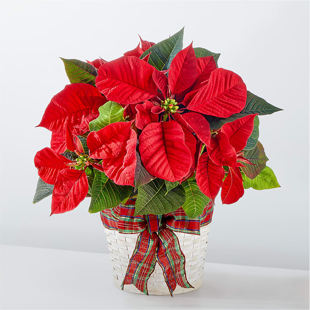 Happiest Holidays Poinsettia – Blossom And Belle, Orlando FL