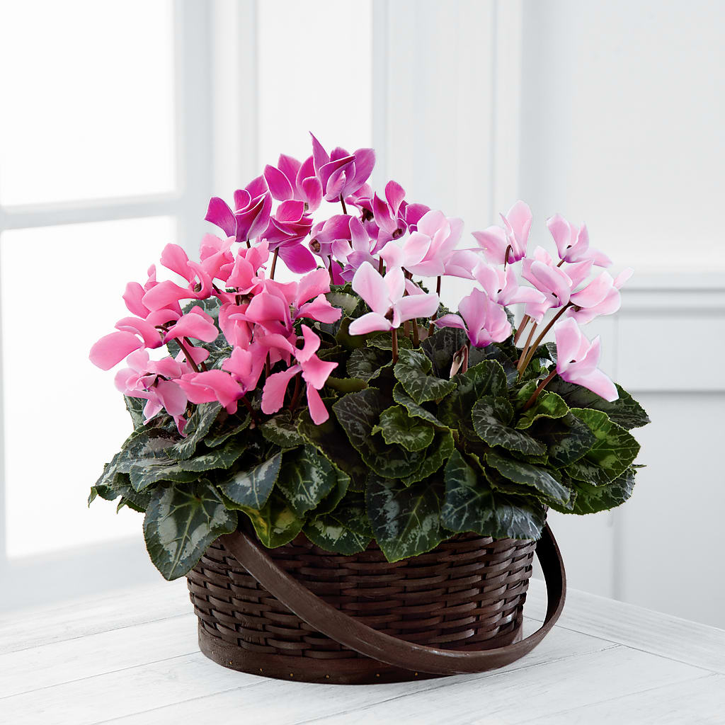 Mixed Cyclamen Planter – Blossom And Belle, Orlando FL