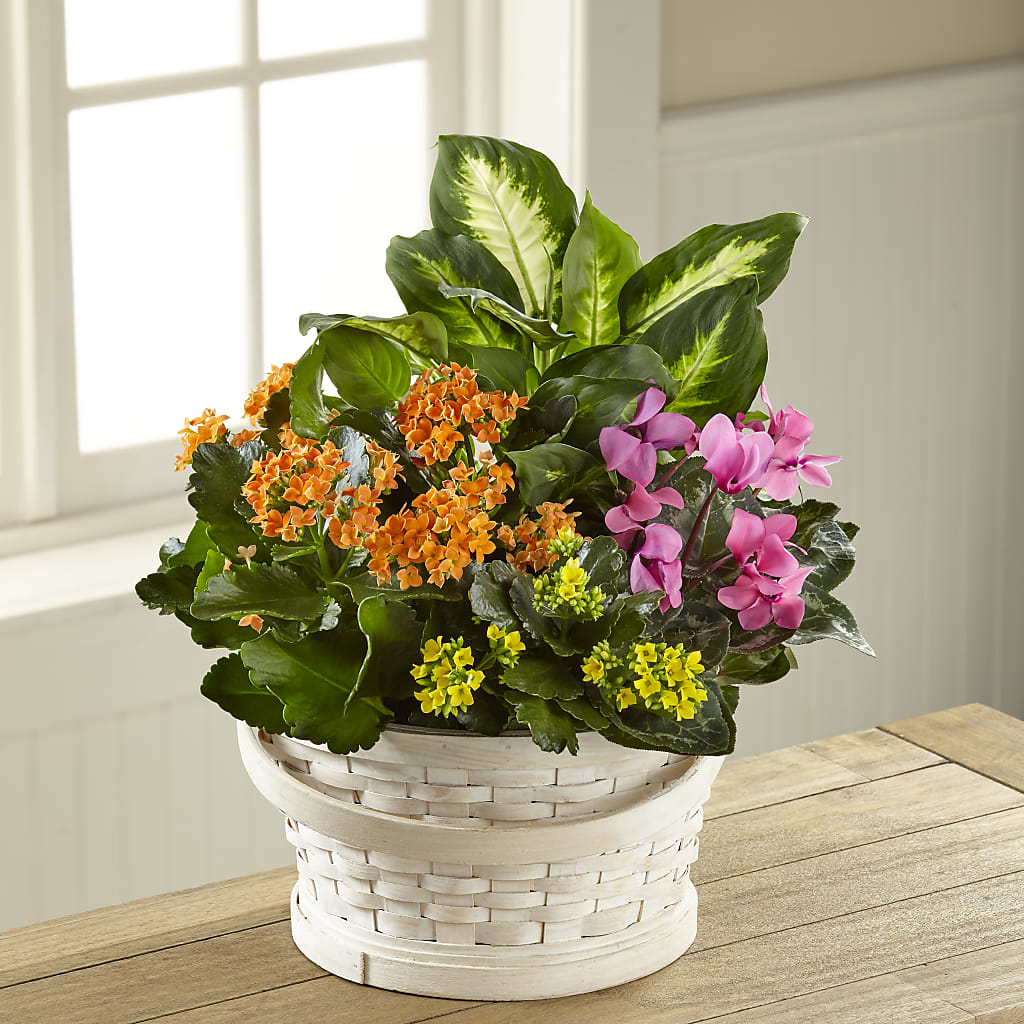 Color Crush Dishgarden – Blossom And Belle, Orlando FL
