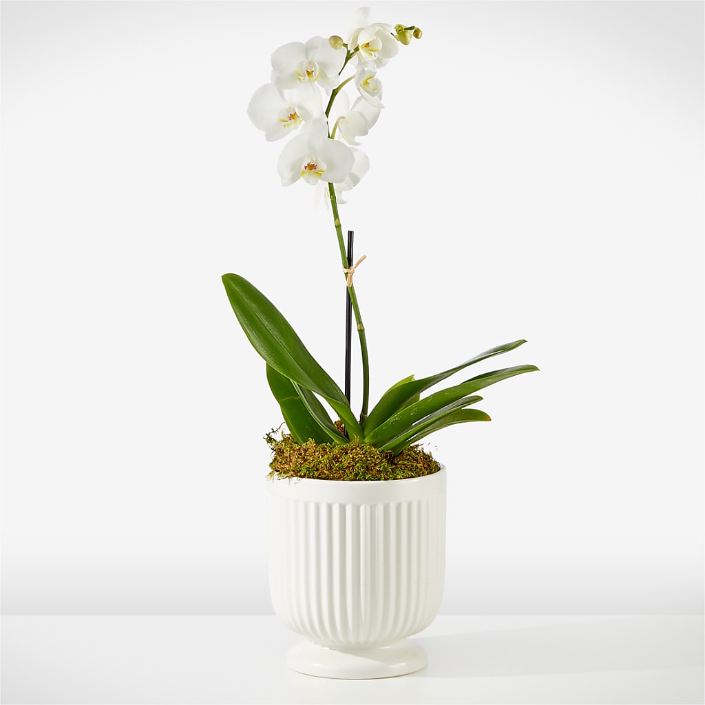 Whispering White Orchid – Blossom And Belle, Orlando FL