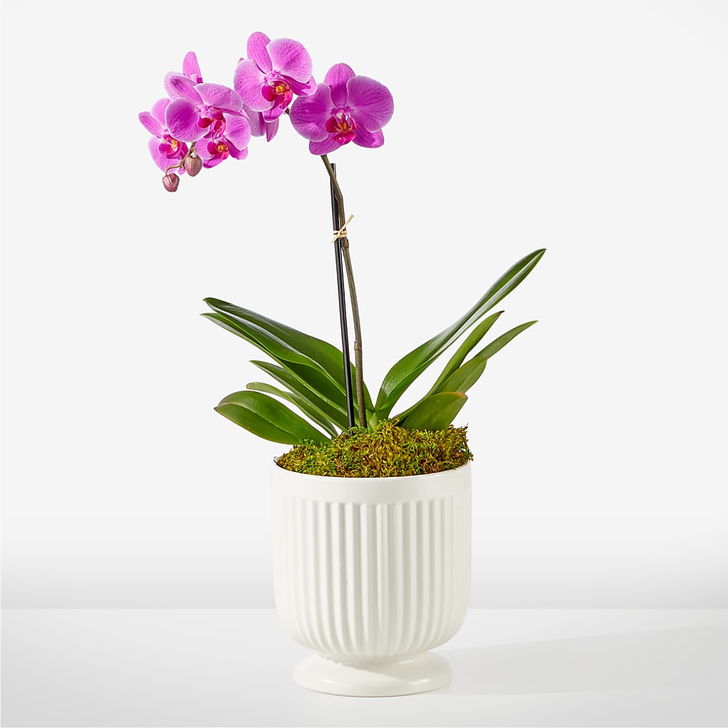 Friendly Fuchsia Orchid – Blossom And Belle, Orlando FL