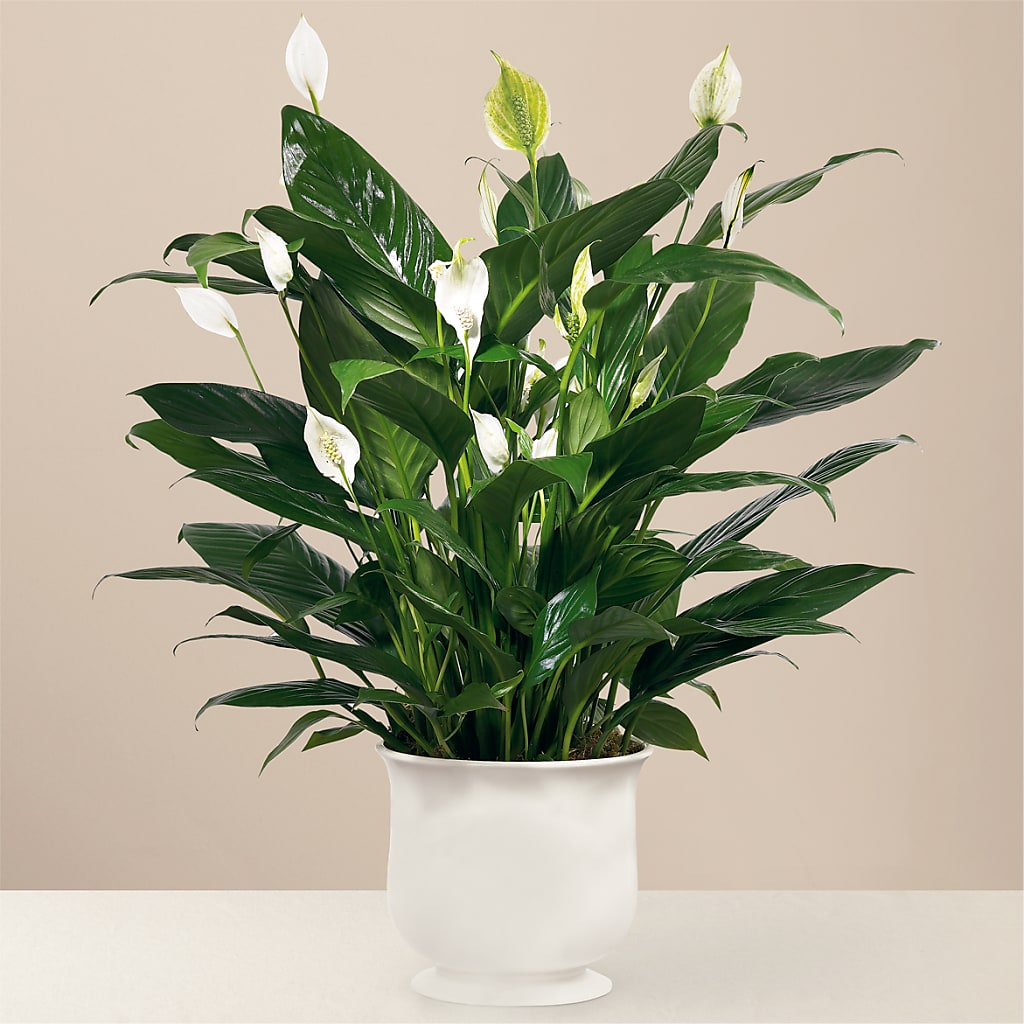 Comfort Planter – Blossom And Belle, Orlando FL