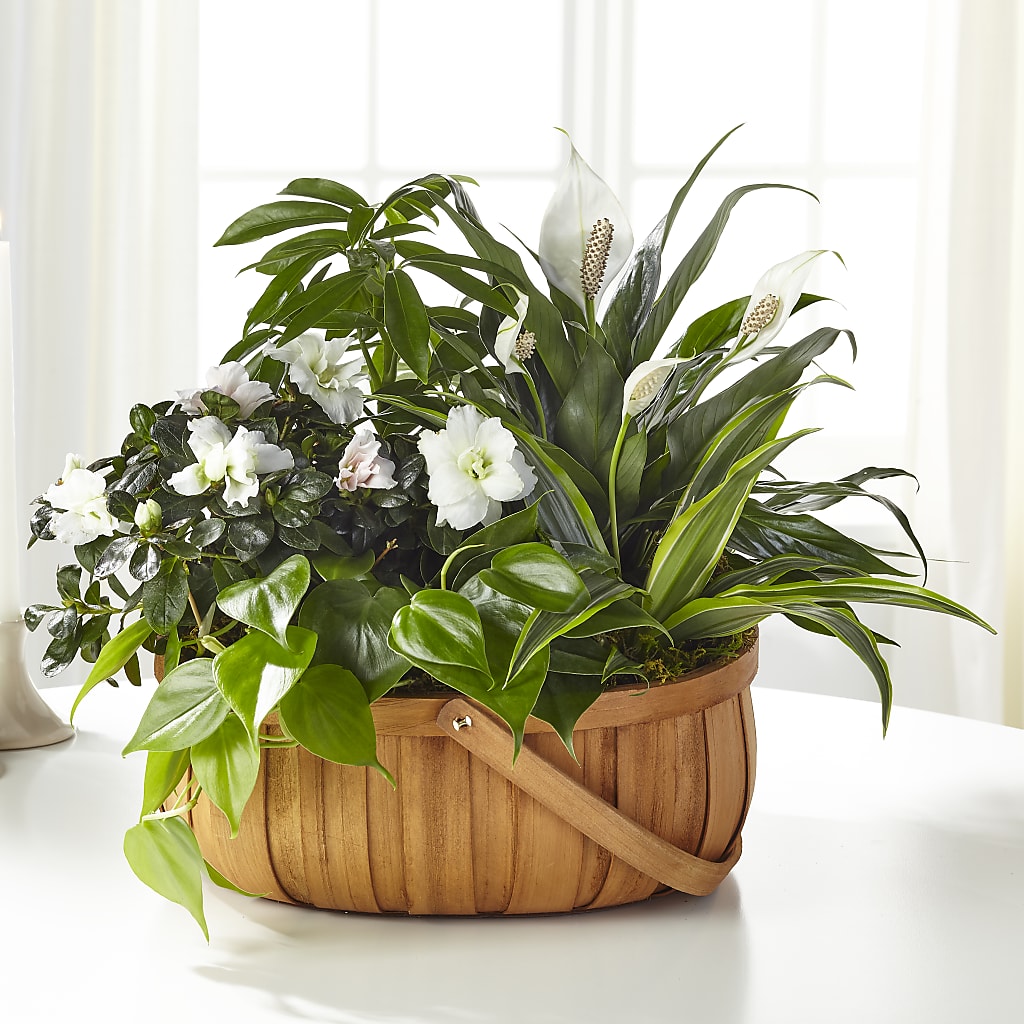 Serene Dishgarden – Blossom And Belle, Orlando FL