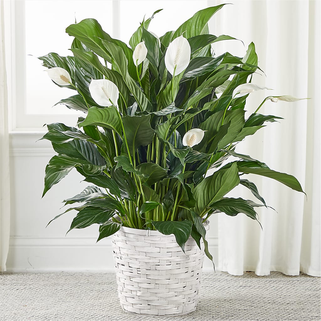 A New Leaf Peace Lily – Blossom And Belle, Orlando FL