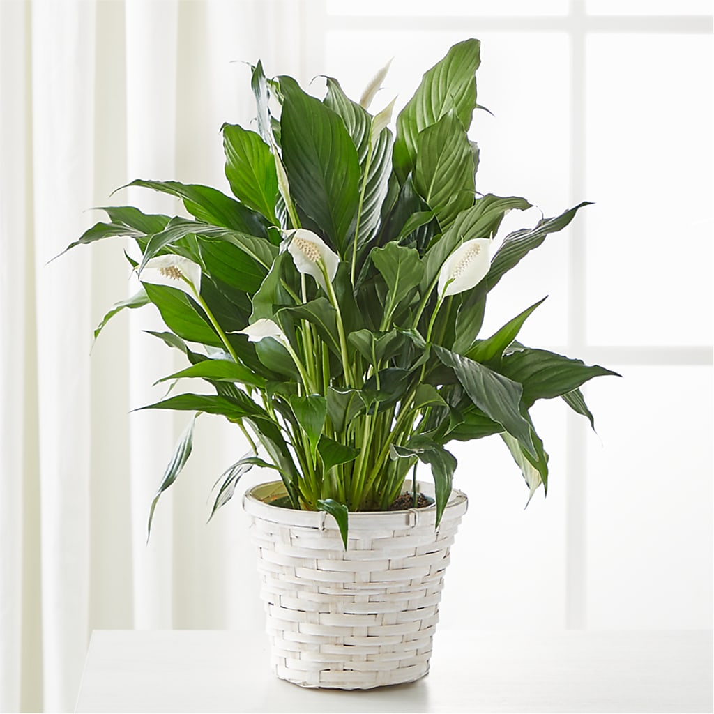 A New Leaf Peace Lily – Blossom And Belle, Orlando FL