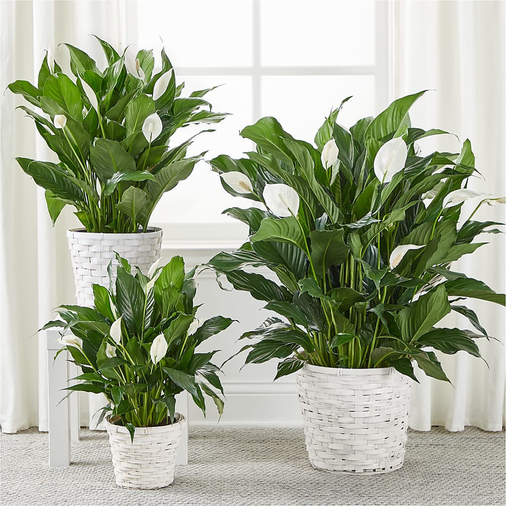 A New Leaf Peace Lily – Blossom And Belle, Orlando FL