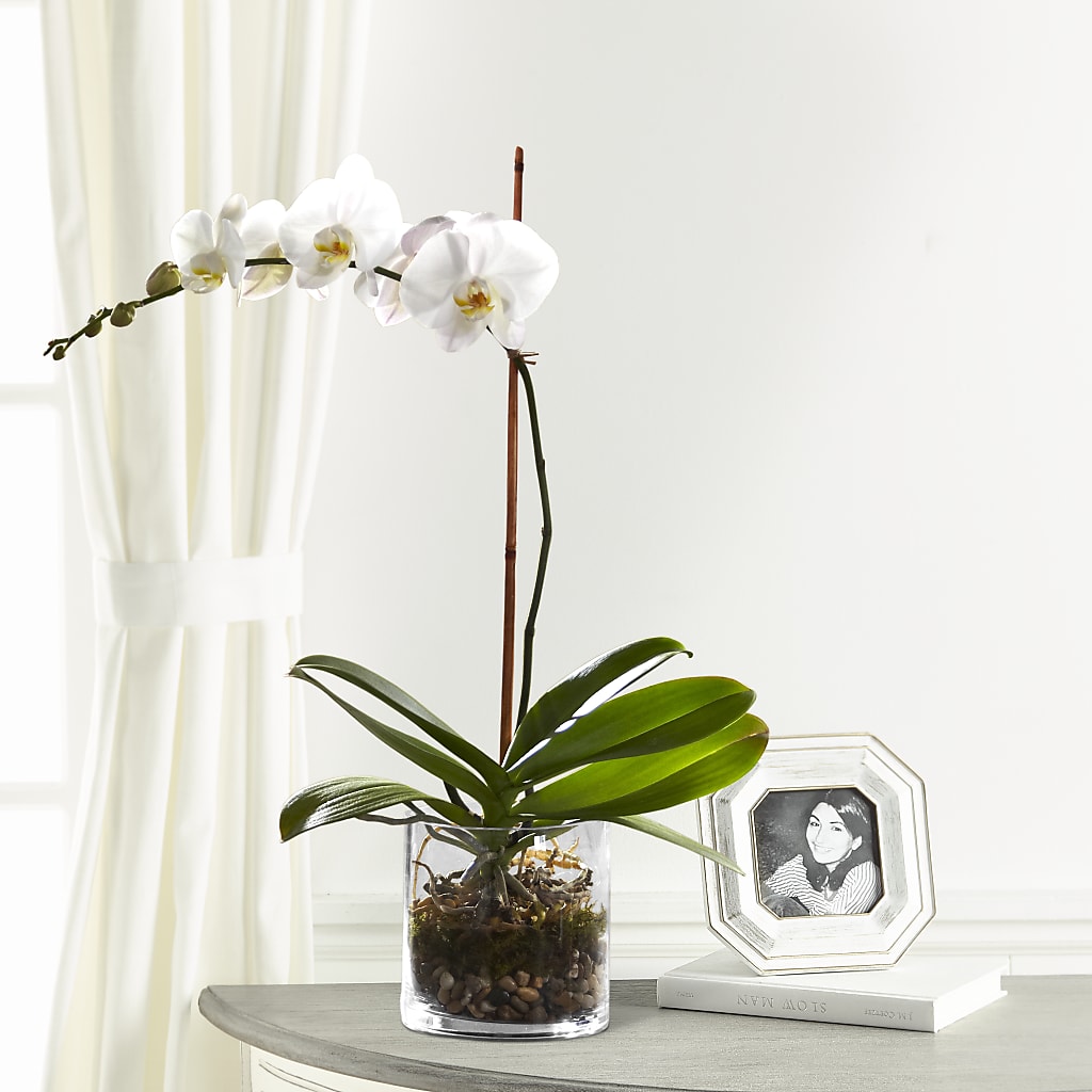 White Orchid Planter – Blossom And Belle, Orlando FL