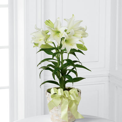 Easter Lily Plant –  Blossom And Belle, Orlando FL