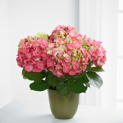 Pink Hydrangea Planter –  Blossom And Belle, Orlando FL