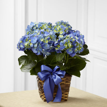 Blue Hydrangea Planter –  Blossom And Belle, Orlando FL