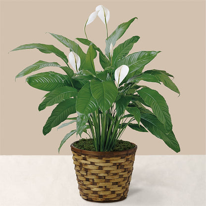 Tranquil Moments Peace Lily Plant –  Blossom And Belle, Orlando FL