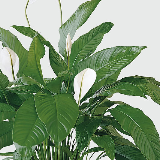 Tranquil Moments Peace Lily Plant –  Blossom And Belle, Orlando FL