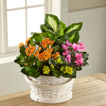 Color Crush Dishgarden –  Blossom And Belle, Orlando FL
