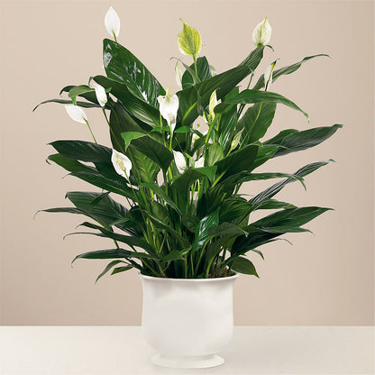 Comfort Planter –  Blossom And Belle, Orlando FL