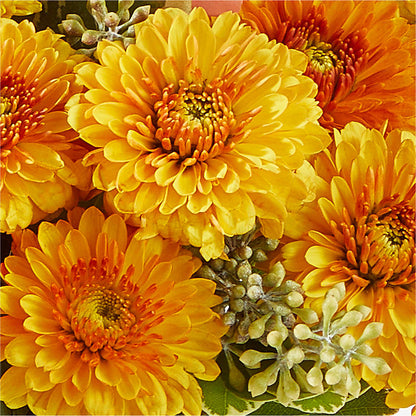 Peachy Pumpkin –  Blossom And Belle, Orlando FL