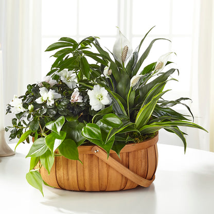 Serene Dishgarden –  Blossom And Belle, Orlando FL