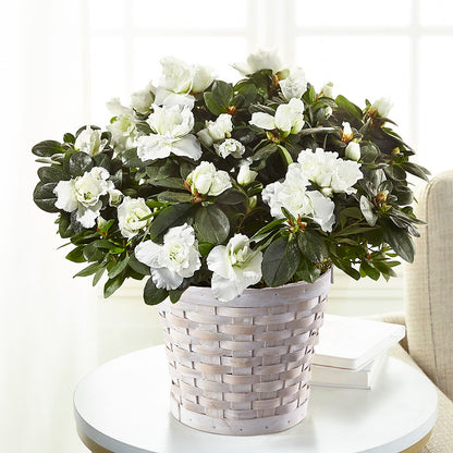 White Azalea Plant –  Blossom And Belle, Orlando FL