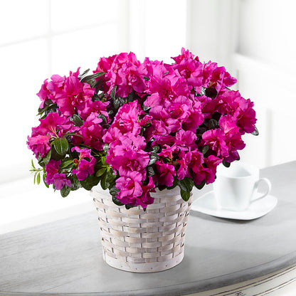 Hope & Serenity Azalea Plant –  Blossom And Belle, Orlando FL