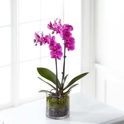 Pink Orchid Plant –  Blossom And Belle, Orlando FL