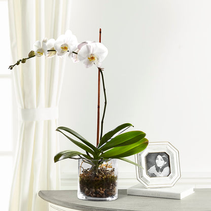 White Orchid Planter –  Blossom And Belle, Orlando FL